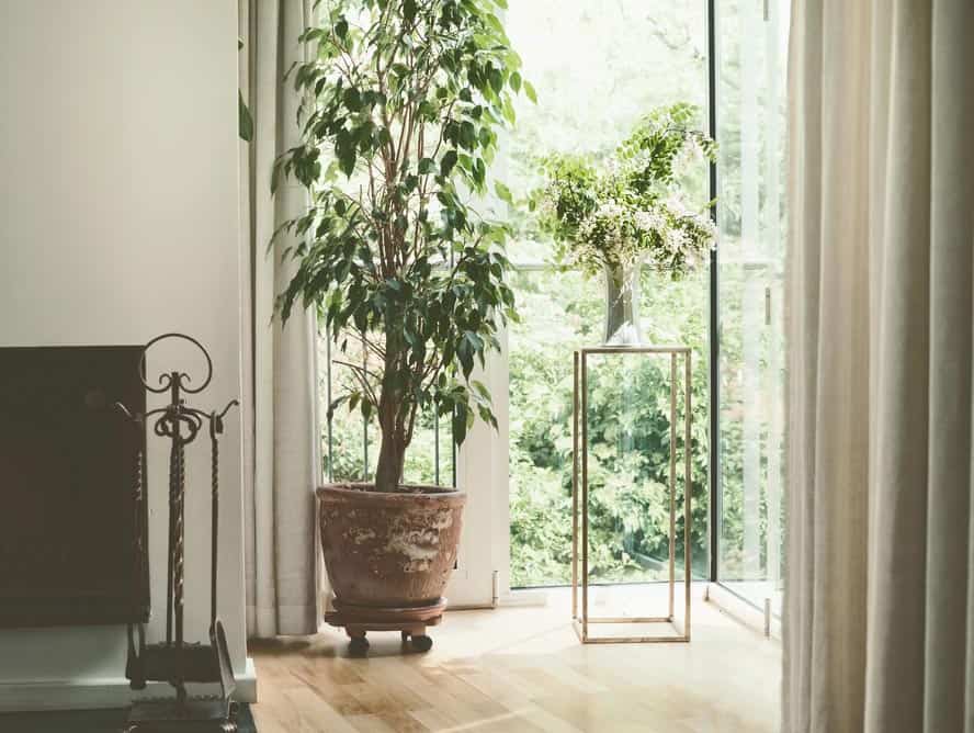 Ficus en interior de hogar